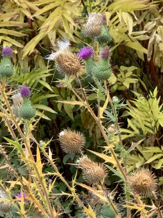 Cirsium vulgare