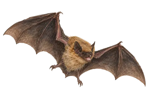 Anatolian Serotine