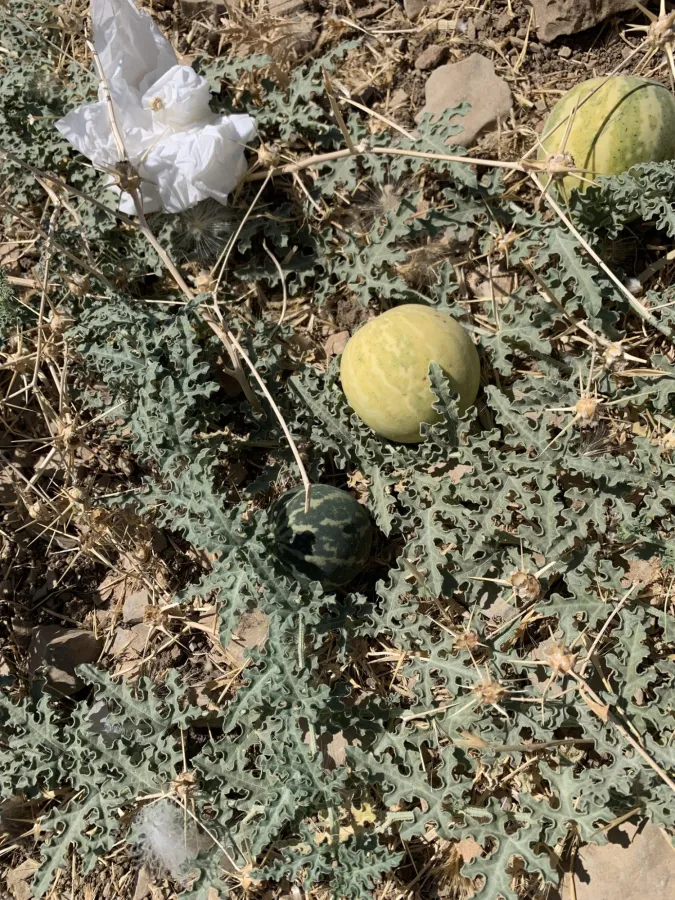Citrullus colocynthis