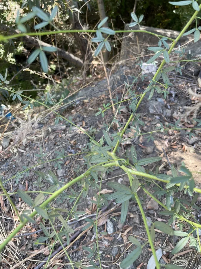 Cleome iberica