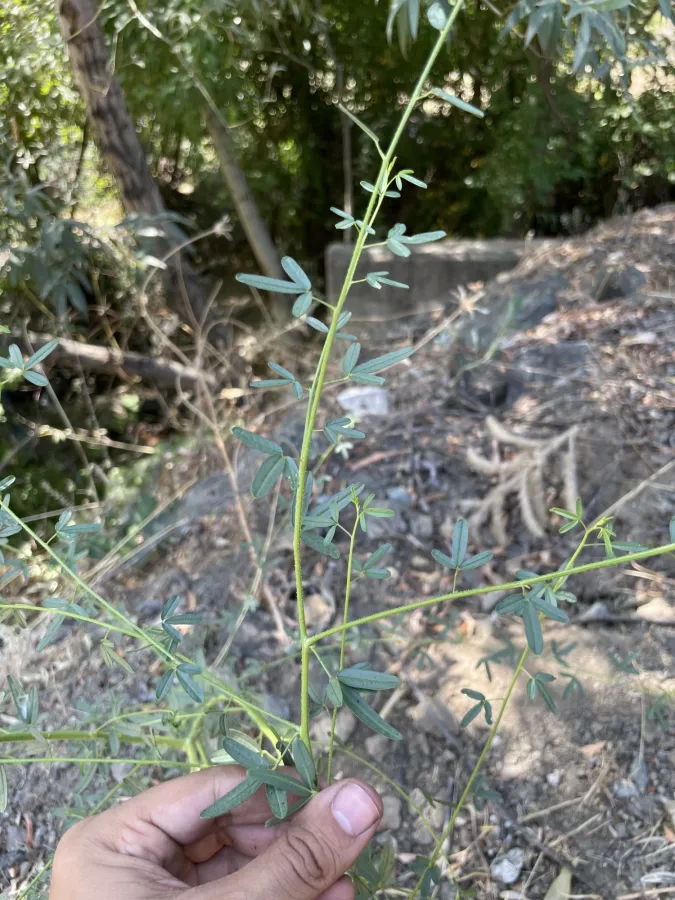 Cleome iberica