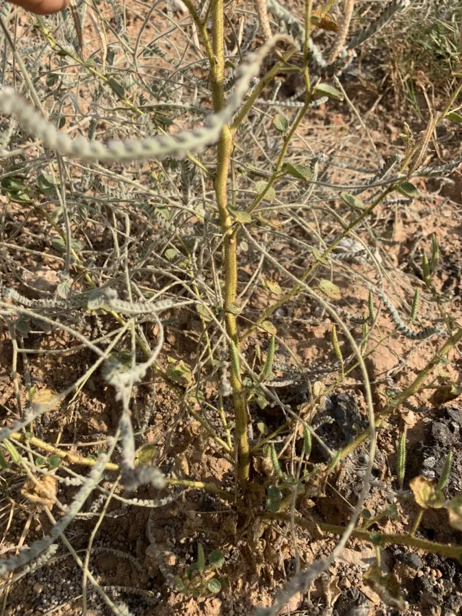 Cleome quinquenervia