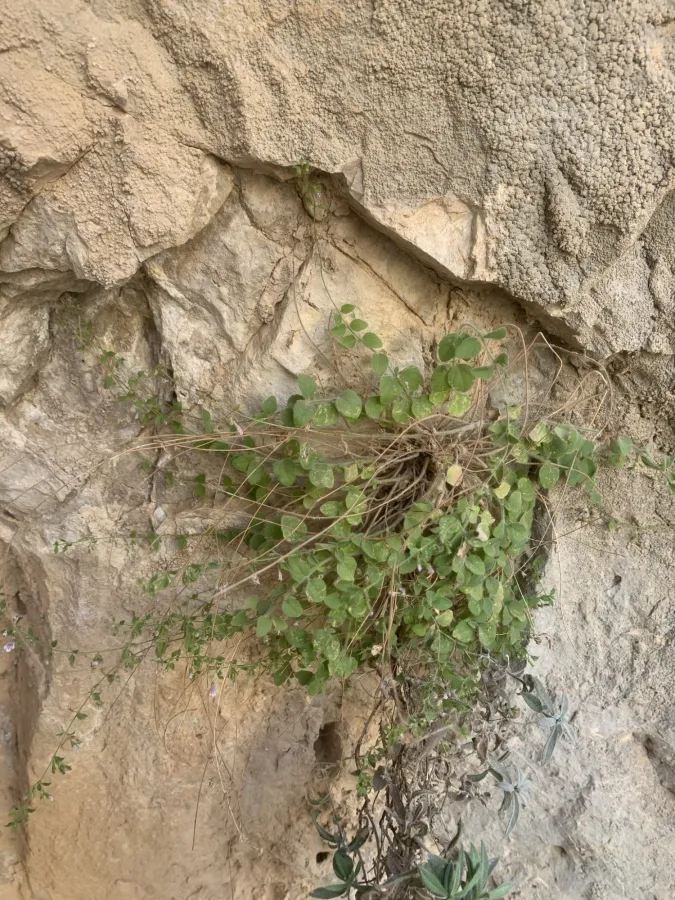 Clinopodium molle