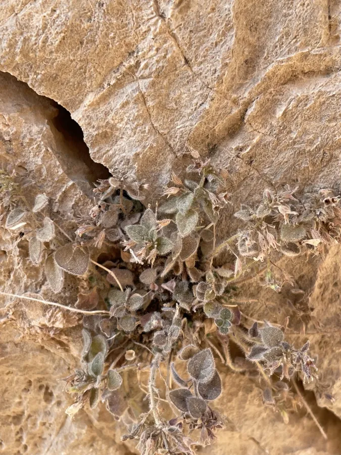 Clinopodium molle