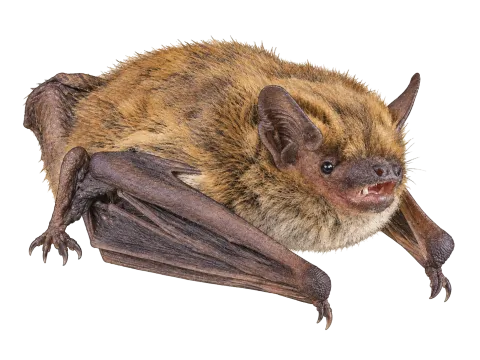Kuhl’s Pipistrelle