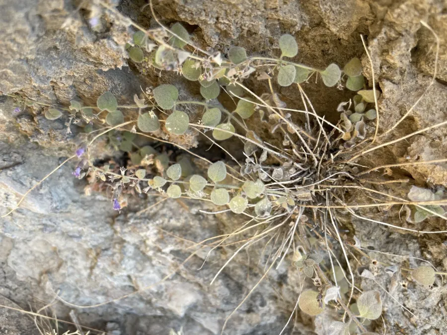 Clinopodium molle