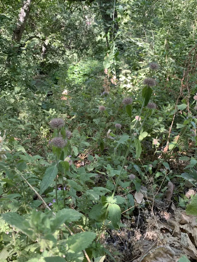 Clinopodium vulgare