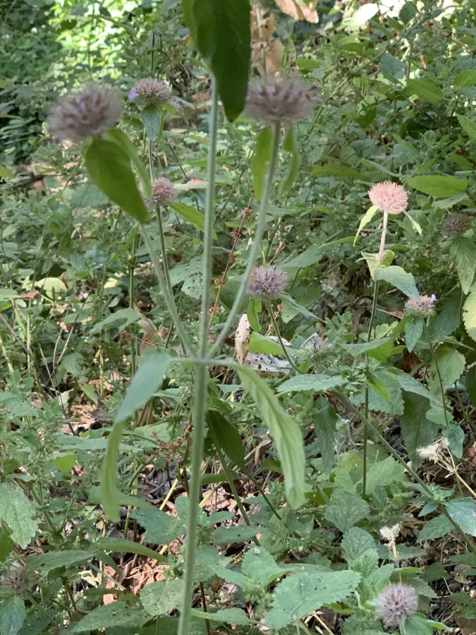 Clinopodium vulgare