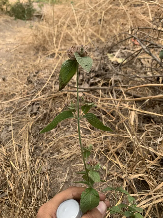 Clinopodium vulgare