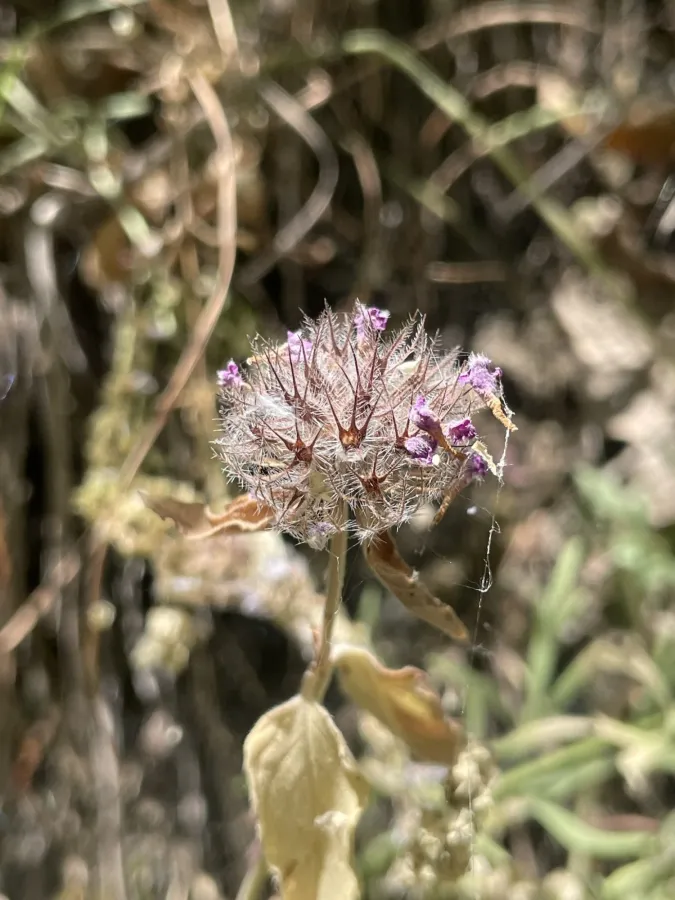 Clinopodium vulgare