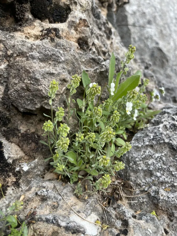 Clypeola jonthlaspi