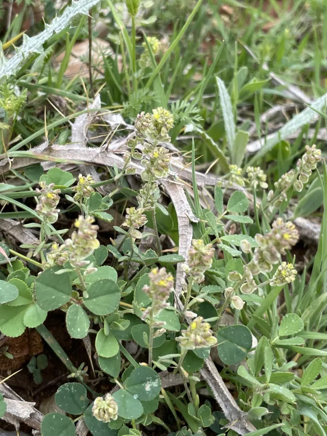 Clypeola jonthlaspi