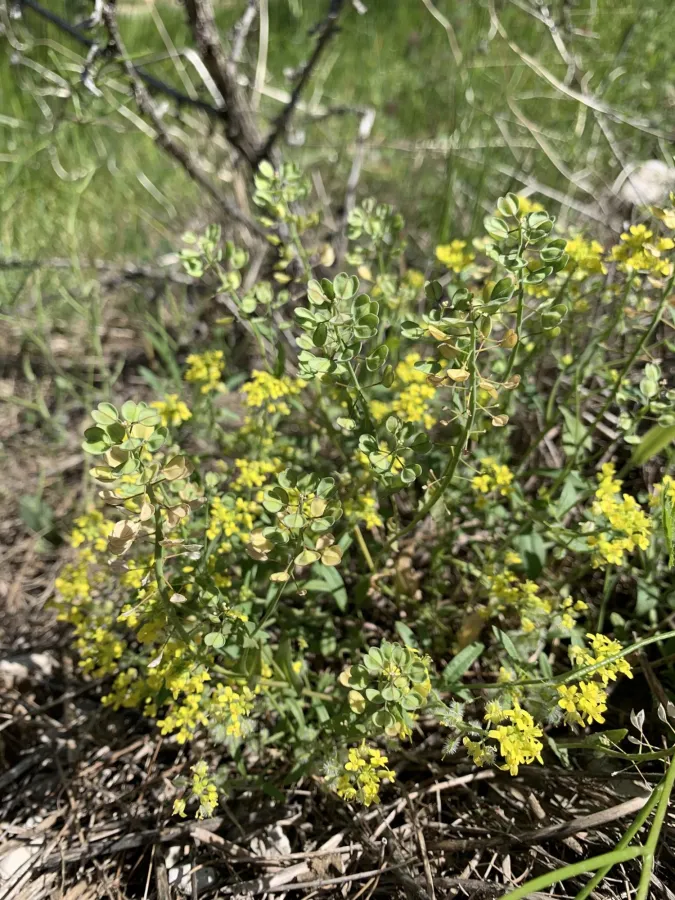 Clypeola lappacea