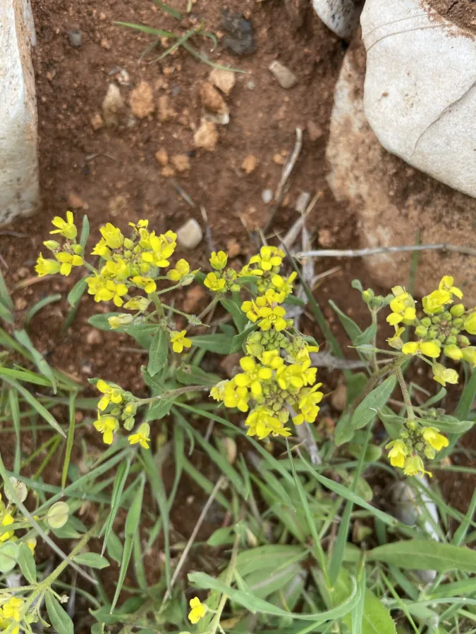 Clypeola lappacea