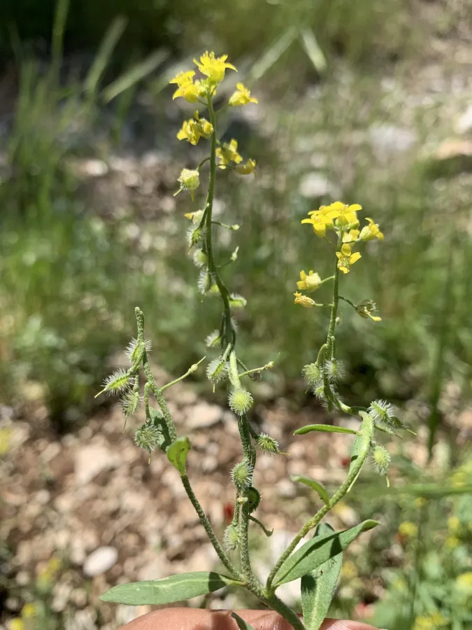 Clypeola lappacea
