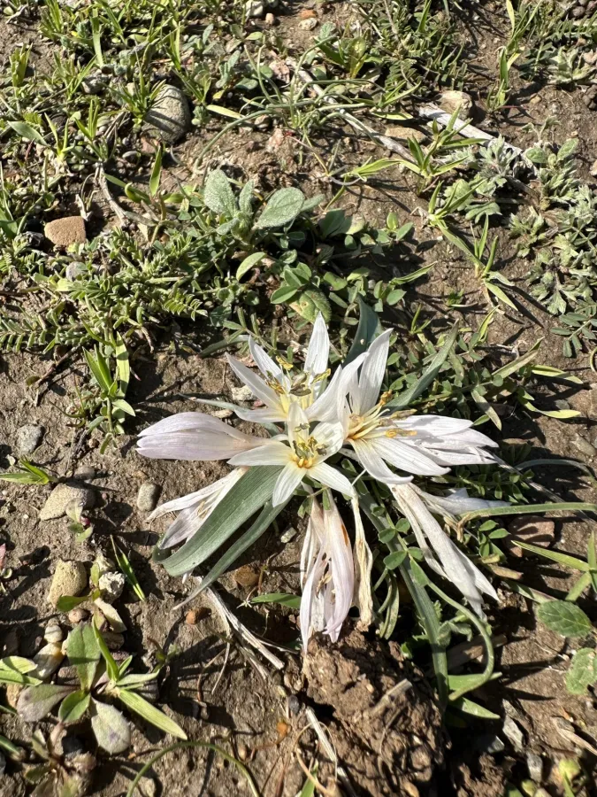 Colchicum crocifolium