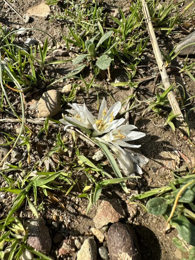 Colchicum crocifolium
