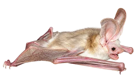 Hemprich’s Desert Bat