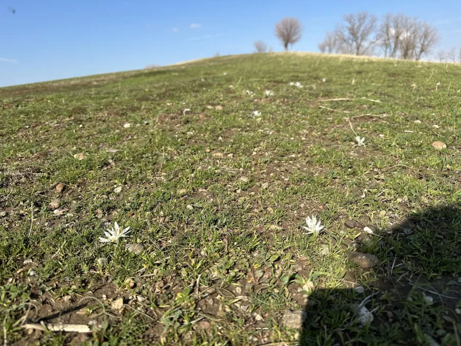 Colchicum crocifolium