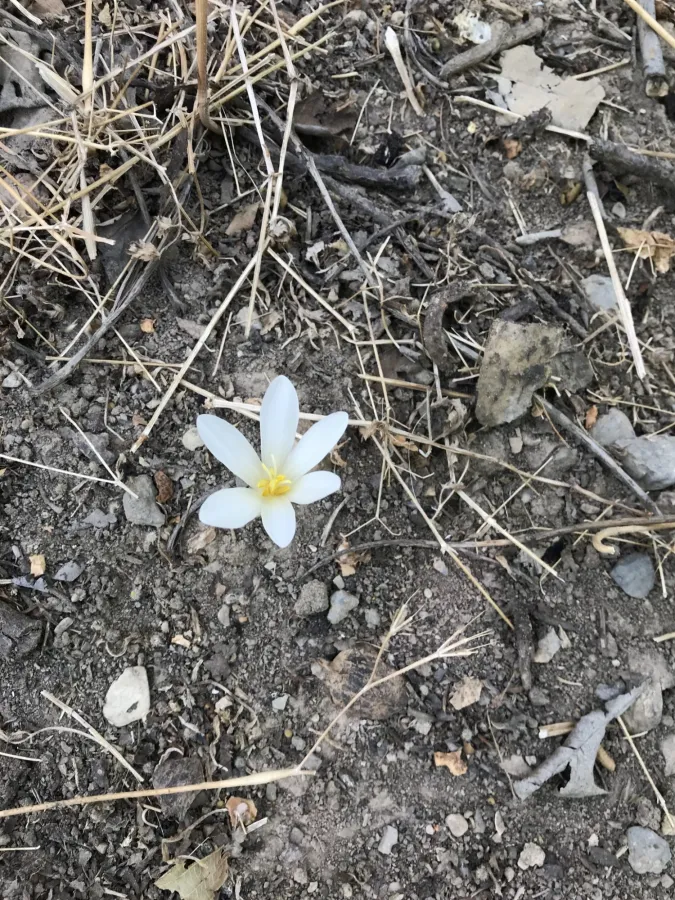 Colchicum kotschyi
