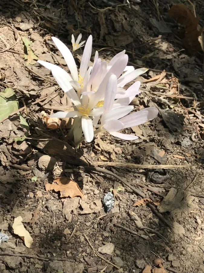 Colchicum kotschyi