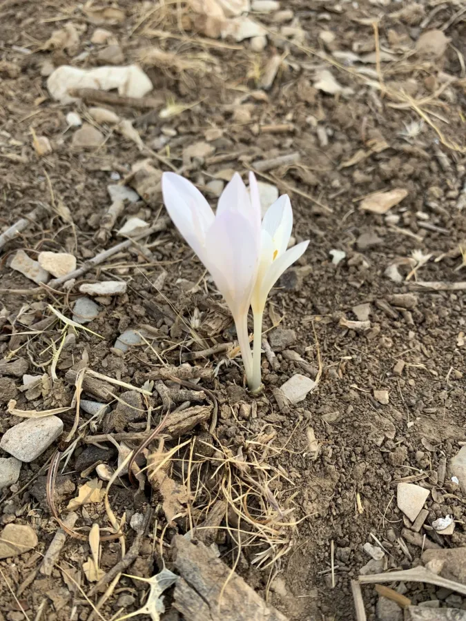 Colchicum kotschyi