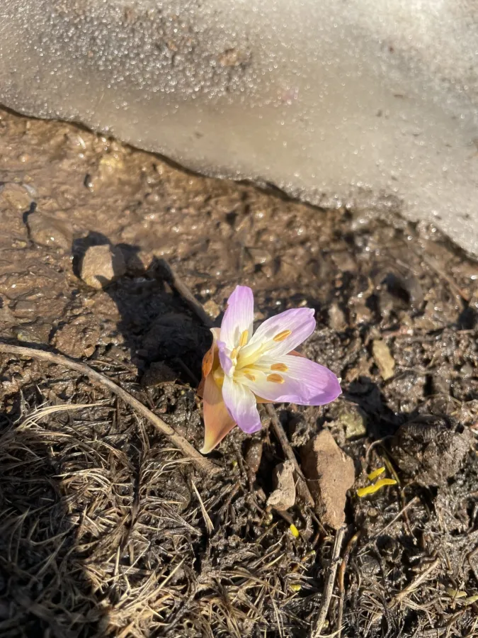 Colchicum kurdicum