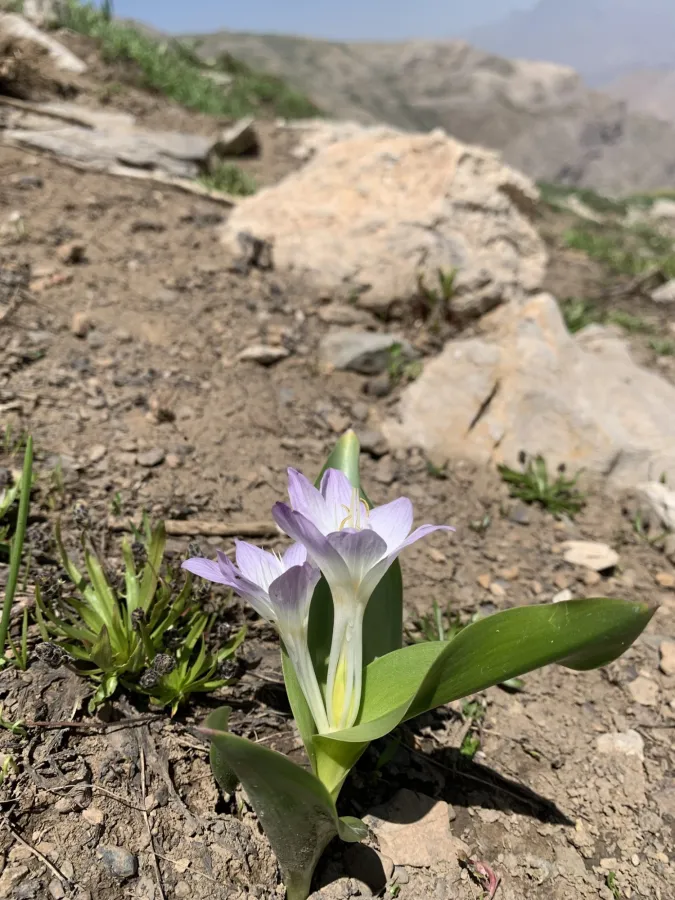 Colchicum kurdicum