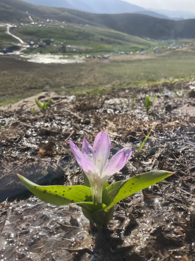 Colchicum kurdicum