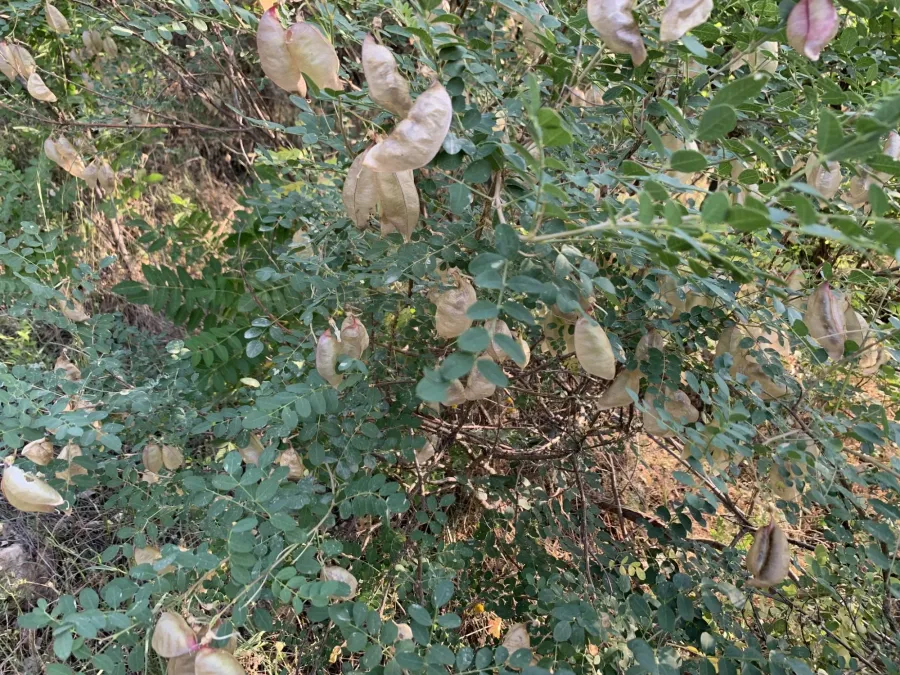 Colutea cilicica