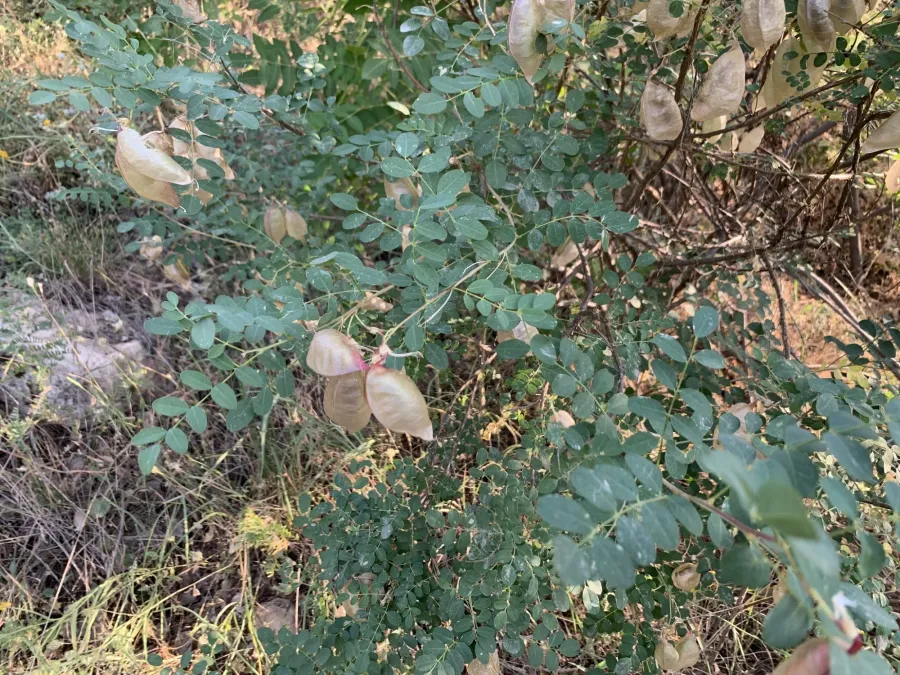 Colutea cilicica