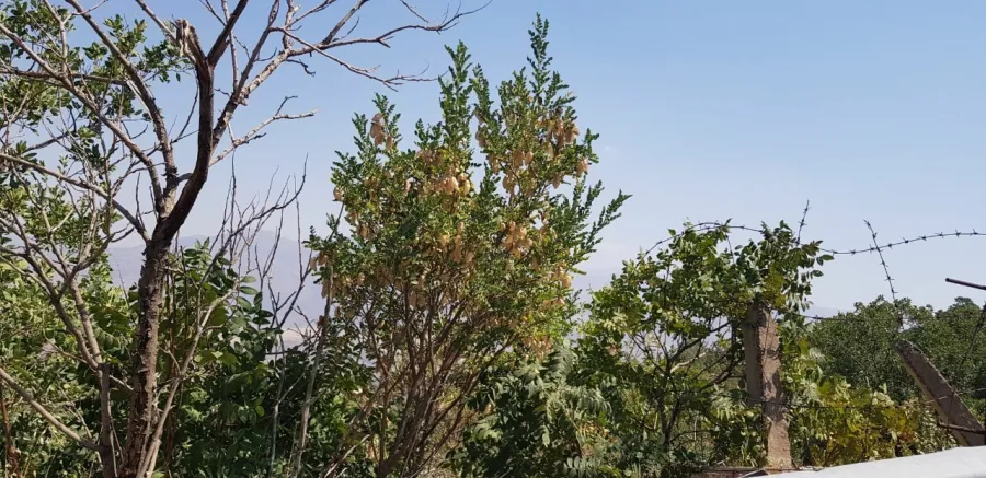 Colutea cilicica