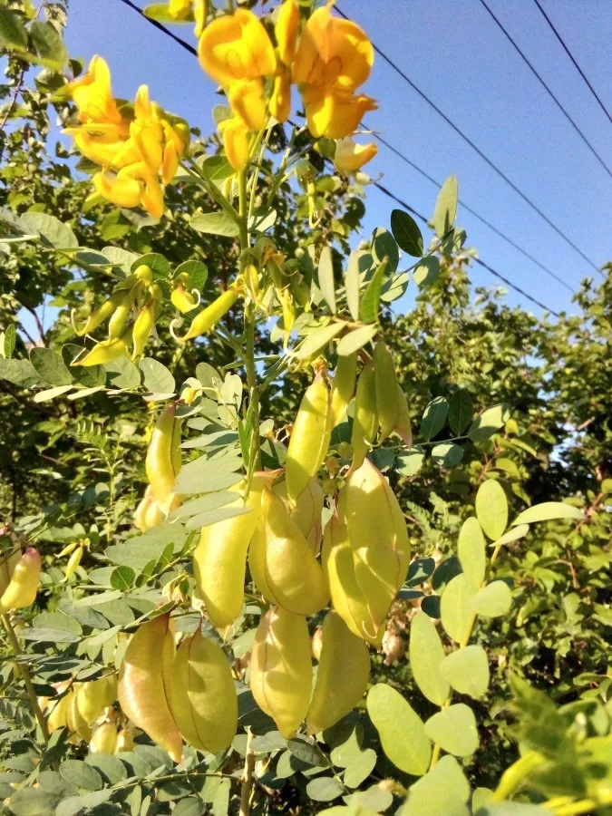 Colutea cilicica