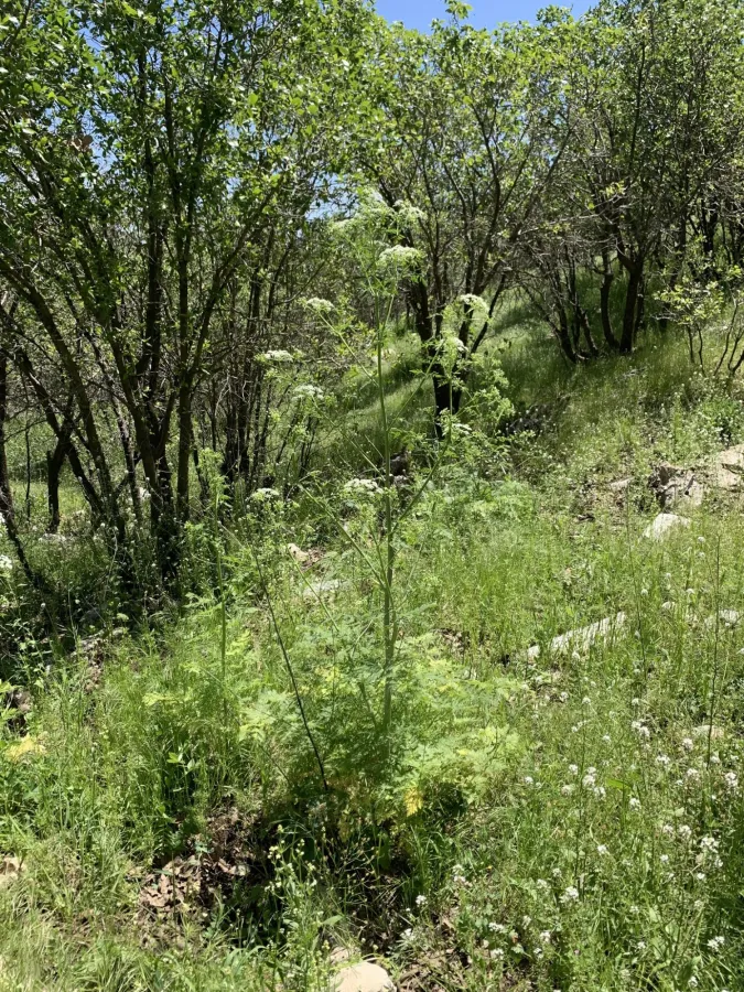 Conium maculatum