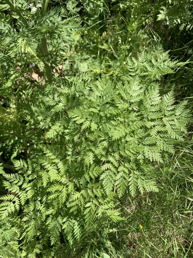 Conium maculatum