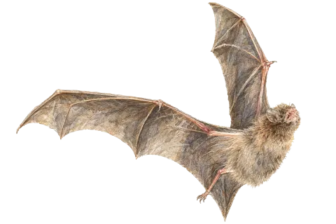 Pallid Long-fingered Bat