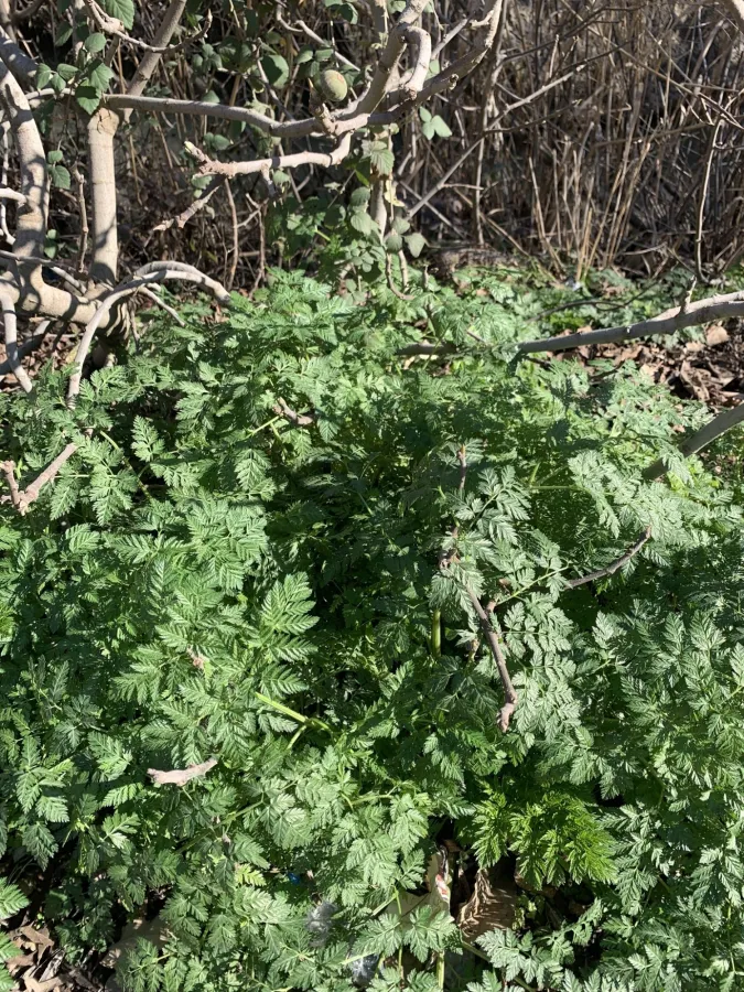 Conium maculatum