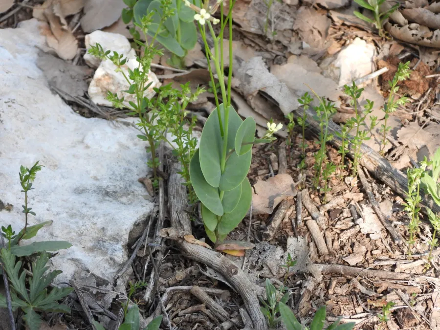 Conringia orientalis