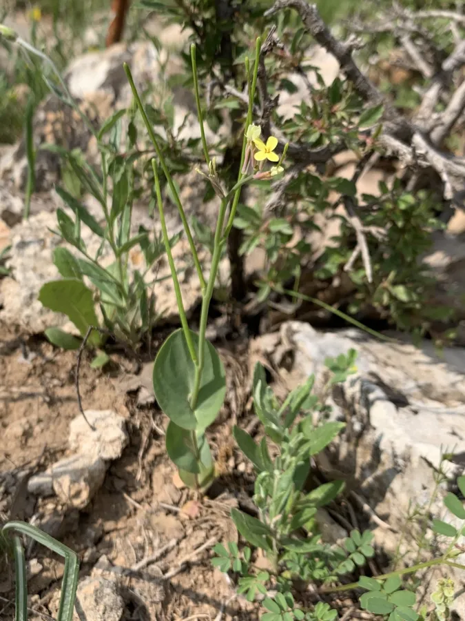 Conringia orientalis