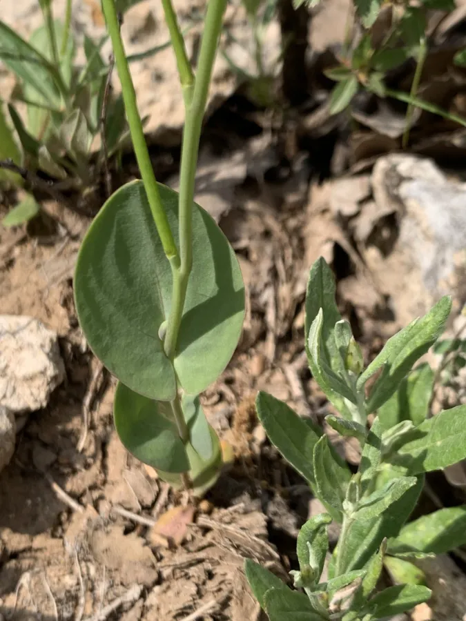 Conringia orientalis