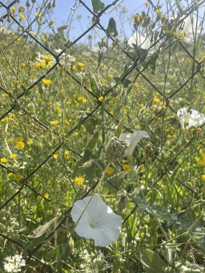 Convolvulus betonicifolius