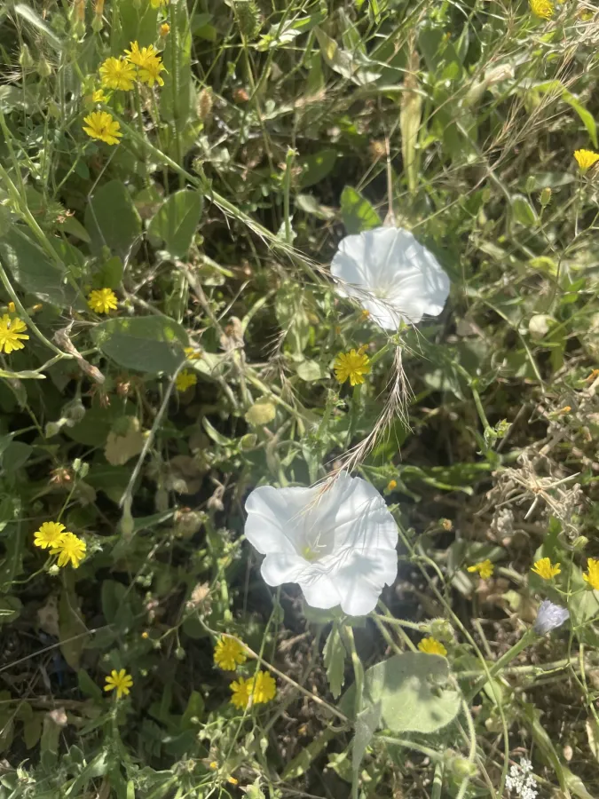 Convolvulus betonicifolius