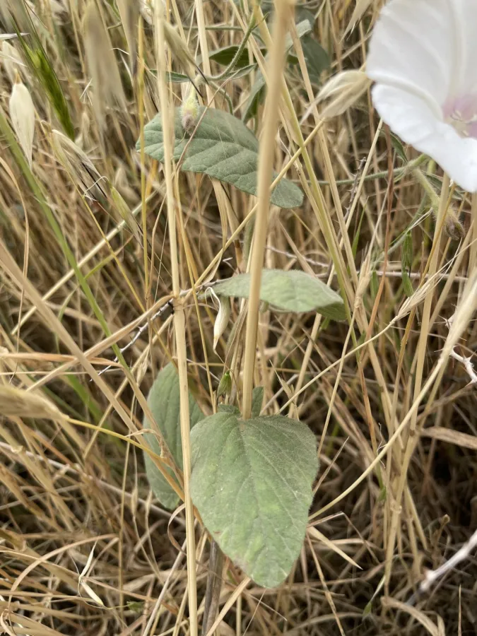 Convolvulus betonicifolius