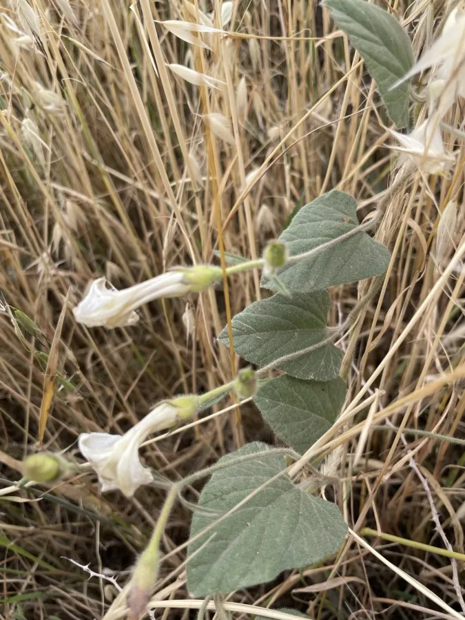 Convolvulus betonicifolius