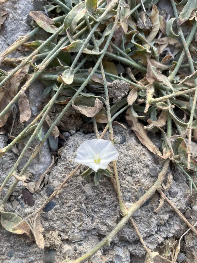 Convolvulus prostratus
