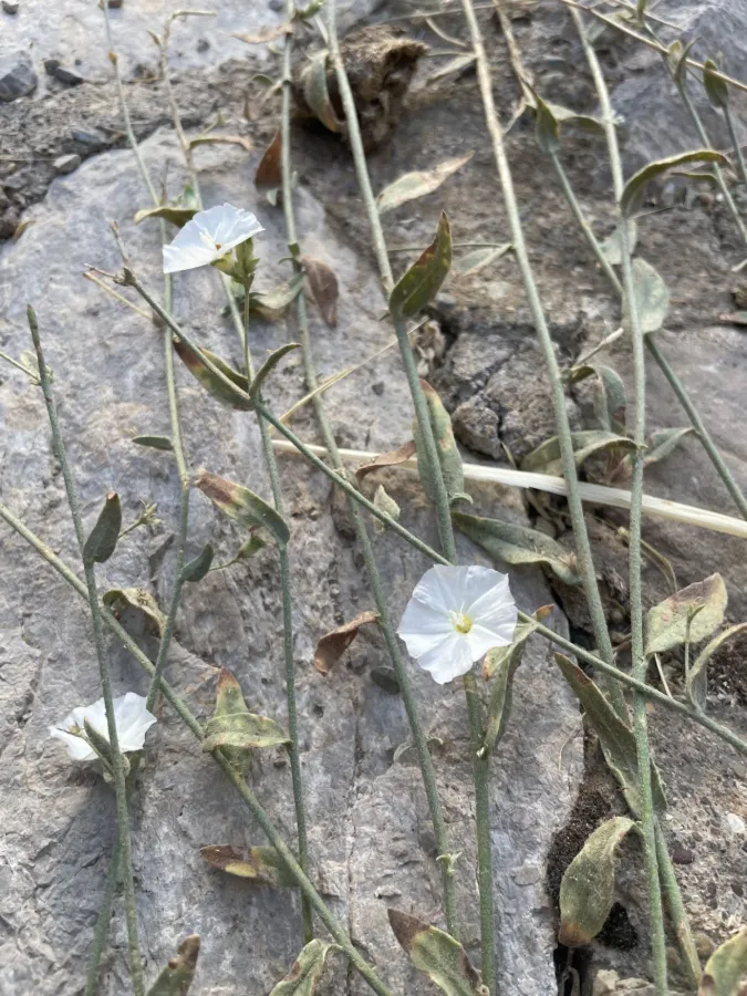 Convolvulus prostratus