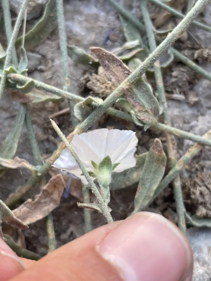 Convolvulus prostratus