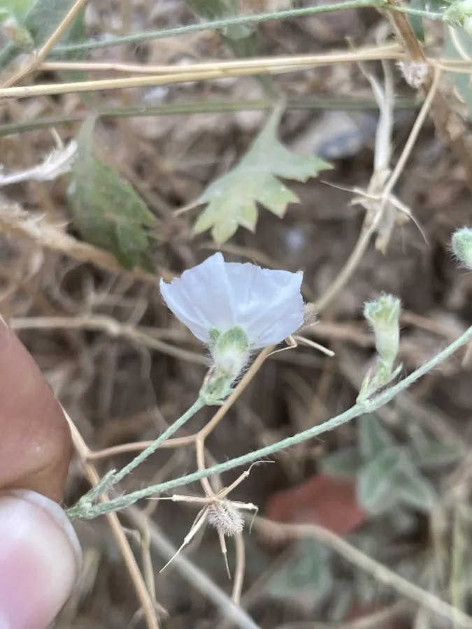 Convolvulus prostratus