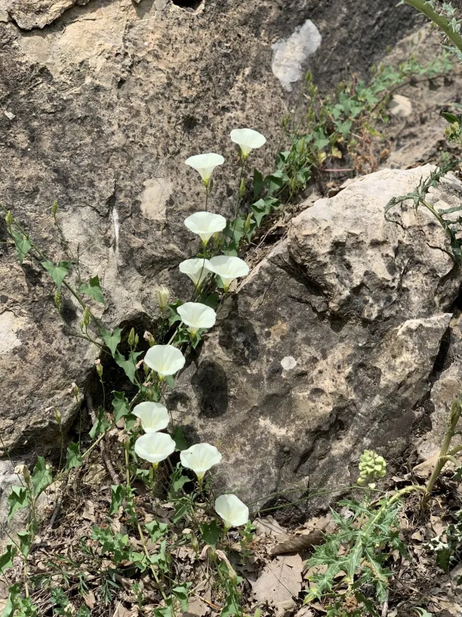Convolvulus scammonia