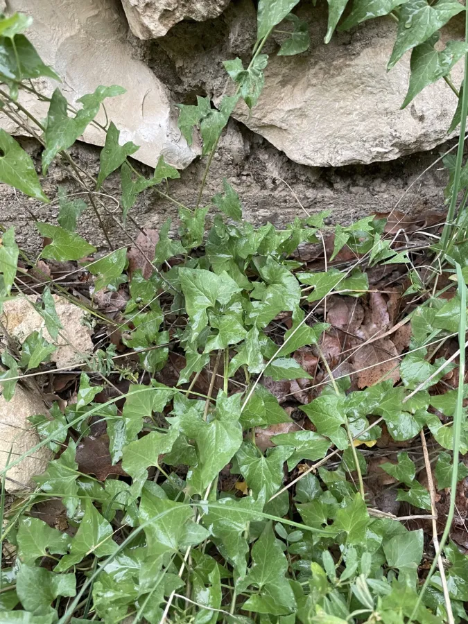 Convolvulus scammonia